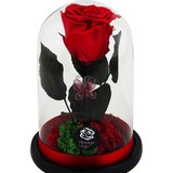 Trandafir Criogenat Rosu Cupola Mica